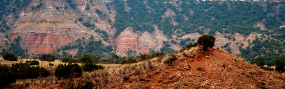 Explore Palo Alto’s Great Outdoors: Parks, Gardens & Scenic Spots